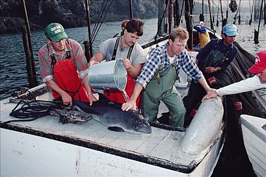 研究人员,捕鱼者,补水,港口,鼠海豚,抓住,青鱼,困境,芬地湾,动物,加拿大