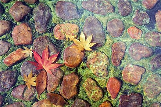 红色,秋天,枫叶,水中