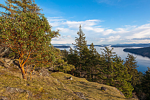 树,山,盐春岛,不列颠哥伦比亚省,加拿大