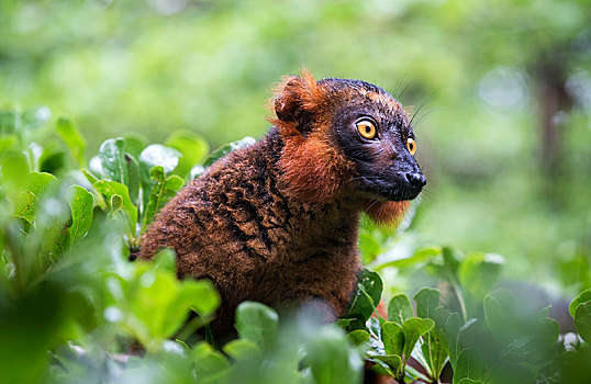 黑狐猴,纽约,马达加斯加,非洲