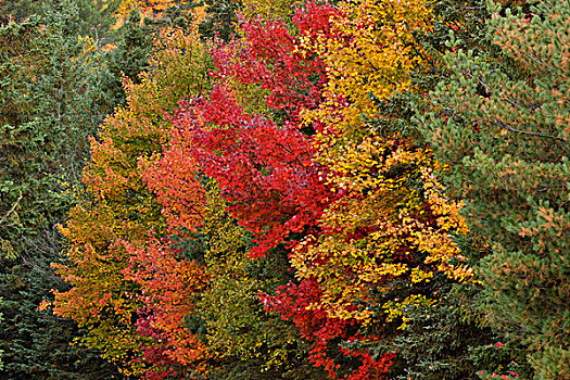 枫树,阿尔冈金省立公园,安大略省,加拿大