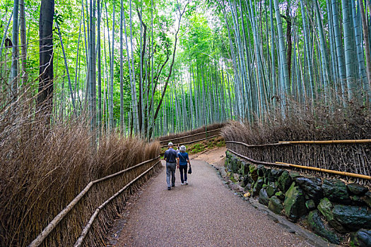 日本京都嵯峨野竹林风光