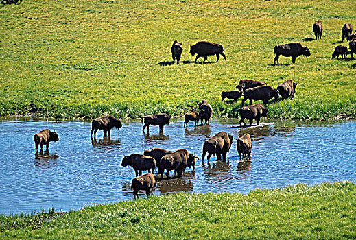 牧群,野牛,河流,黄石国家公园,怀俄明,美国