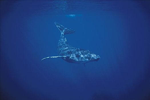 驼背鲸,大翅鲸属,鲸鱼,潜水,夏威夷