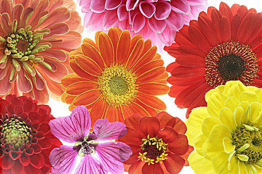 花,不同,特写,植物,盛开,花香,华丽,彩色,夏花,装饰,多彩,头部,花瓣,大丁草,百日菊,大丽花,概念,夏天