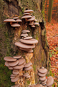 蚝蘑,平菇,山毛榉树,树干,黑森州,德国,欧洲