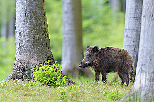 雄性,野猪,施佩萨特,巴伐利亚,德国