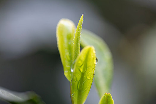 杭州西湖龙井茶园嫩茶新茶特写