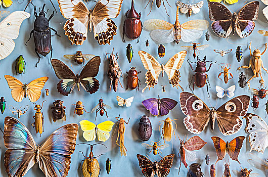 特写,选择,彩色,蝴蝶,甲虫,陈列柜,博物馆