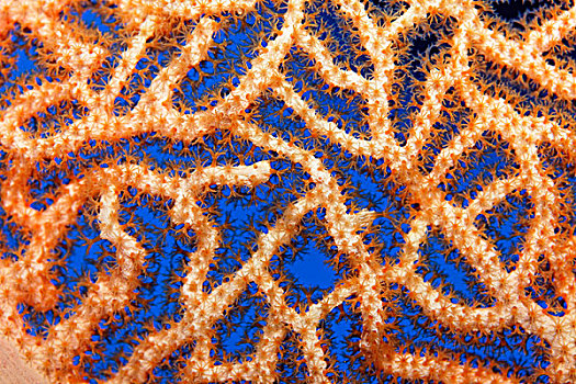 珊瑚,珊瑚虫,不明确,柳珊瑚目,海洋,软珊瑚,埃及,红海,非洲