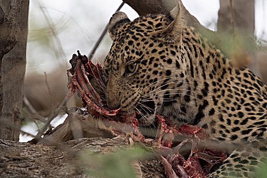 豹,吃,捕食,树,禁猎区,博茨瓦纳,非洲