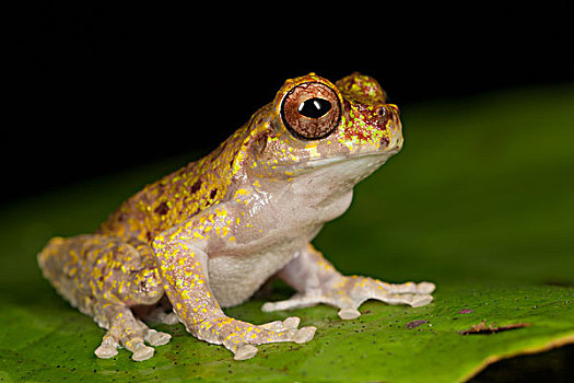 树蛙,叶子,哥斯达黎加