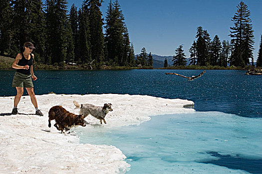 狗,跳跃,湖,追逐,扎,山峦,加利福尼亚