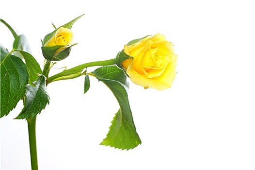 黄玫瑰,隔绝,白色背景,背景