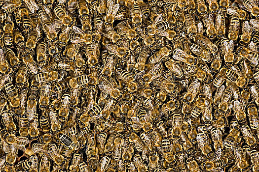 蜜蜂,意大利蜂,大量,坐,蜂窝状,德国