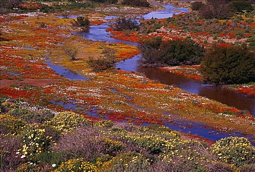 野花,河,纳马夸兰,北开普,南非