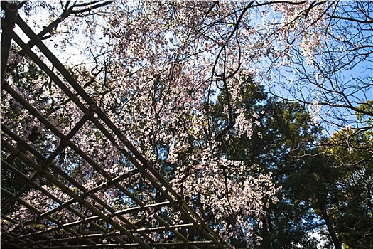 樱花,京都,日本