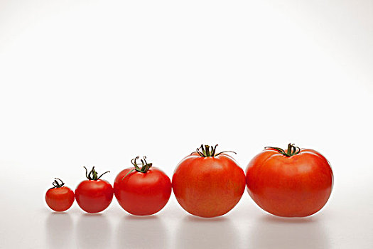 排,西红柿,增加,尺寸