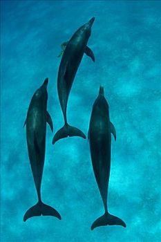 加勒比海,巴哈马,斑海豚,花斑原海豚,使用,向上