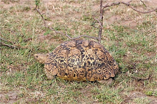 豹纹龟