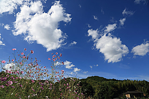 花,波斯菊