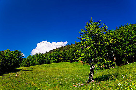 绿色,草场,蓝天,法国阿尔卑斯山