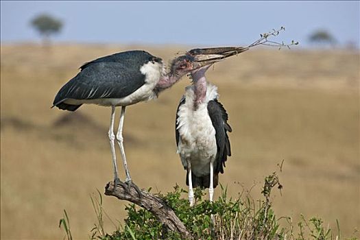 肯尼亚,一对,秃鹳,争执,上方,细枝,建筑,鸟窝,马赛马拉国家保护区