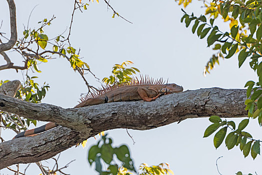 鬣蜥蜴,休息,树