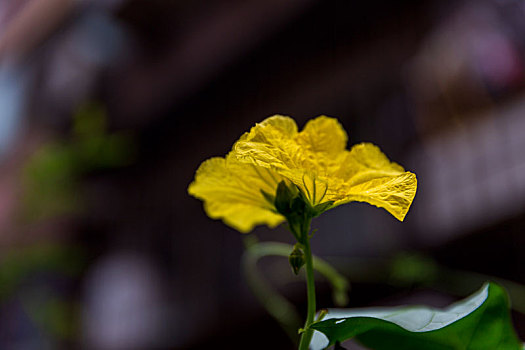 花卉素材