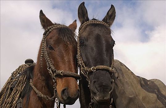 家养马,马,一对,牛仔,庄园,安迪斯山脉,厄瓜多尔