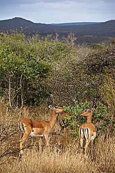 非洲,南非,纳塔耳,雌性,黑斑羚,祖鲁族,林羚,禁猎区