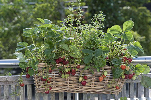 篮子,草莓,草莓属,牛至,牛至属植物