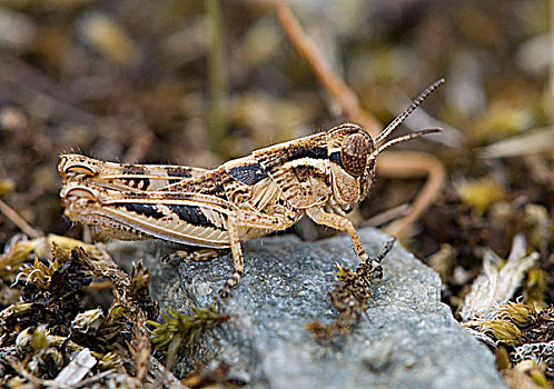 蝗虫,不列颠哥伦比亚省,加拿大
