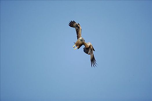 黑鸢,飞,自然公园,德国