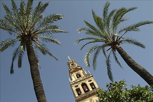 西班牙,安达卢西亚,科多巴,大清真寺,教堂塔,棕榈树