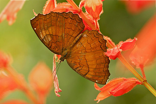 特写,棕色小灰蝶,金马伦高地,西部,马来西亚