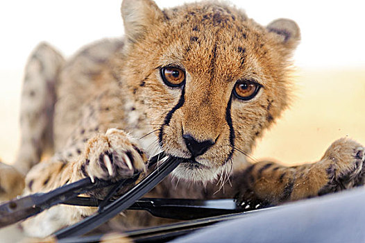 幼兽,印度豹,猎豹,攀登,汽车,咀嚼,风档玻璃,雨刷,马赛马拉国家保护区,肯尼亚,非洲
