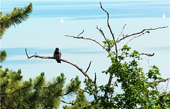 乌鸦,坐,古树,巴拉顿湖,匈牙利