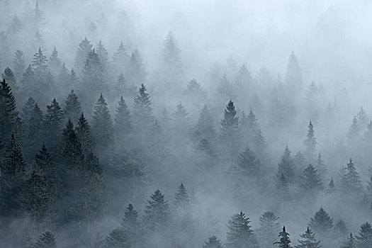 针叶林,雾,孚日,法国,欧洲