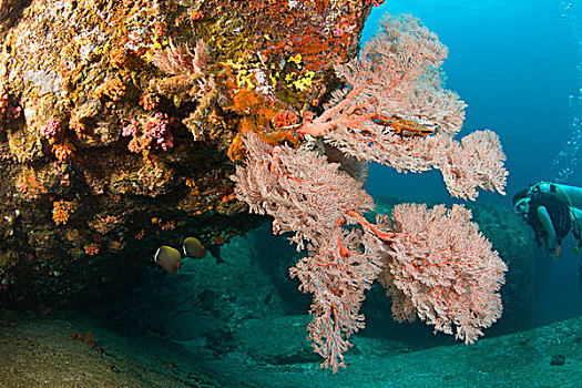深潜,斯米兰群岛,水下,公园,泰国