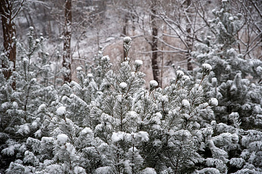 雪后