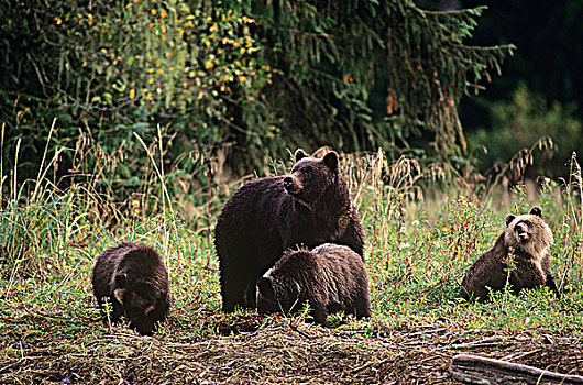 沿岸,大灰熊,家庭,河口,棕熊,大熊雨林,不列颠哥伦比亚省,加拿大