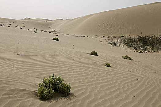沙漠植物,新疆喀什塔什库尔干县