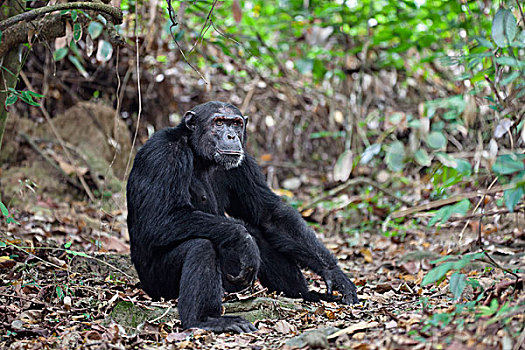 黑猩猩,类人猿,坦桑尼亚