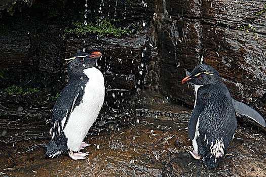 跳岩企鹅,企鹅,淡水,淋浴,岛屿,福克兰群岛,南美