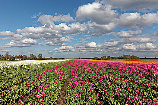 郁金香,地点,开花,靠近,阿克马镇,北荷兰,荷兰