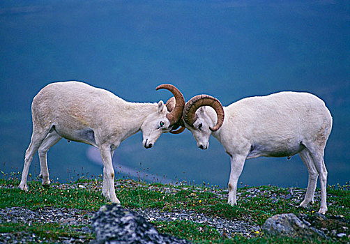 野大白羊,公羊,白大角羊,德纳里峰国家公园,阿拉斯加