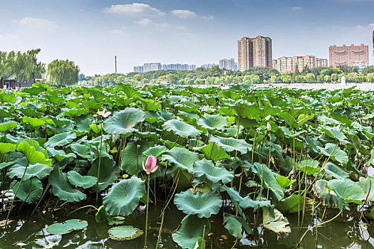 济南大明湖风景区湖泊荷花风光