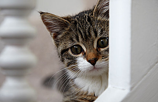小猫,看穿,栏杆