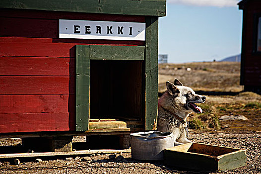 哈士奇犬,熊,岛屿,气象,车站,斯瓦尔巴特群岛,挪威